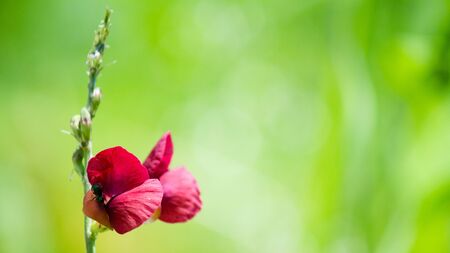 red  flower, green grass backgroundの写真素材