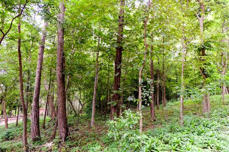 Beautiful Trees in nature backgroundの写真素材