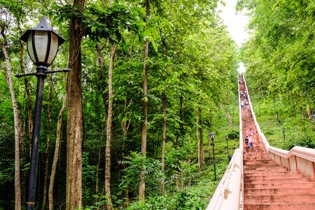 Beautiful Trees in nature backgroundの写真素材