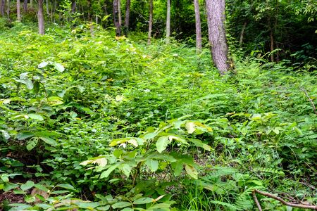 Beautiful Trees in nature backgroundの写真素材