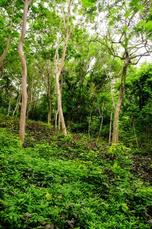 Beautiful Trees in nature backgroundの写真素材