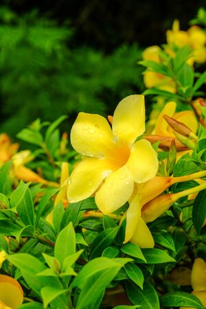 Yellow flower in green nature backgroundの写真素材