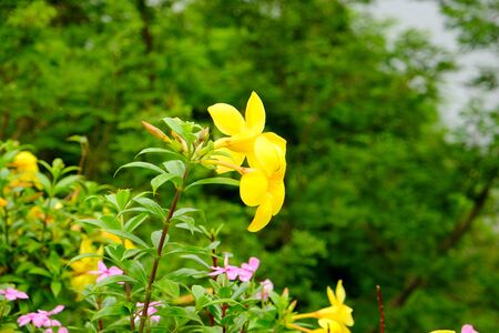 Yellow flower in green nature backgroundの写真素材