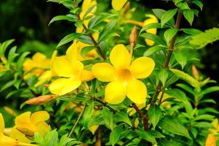 Yellow flower in green nature backgroundの写真素材