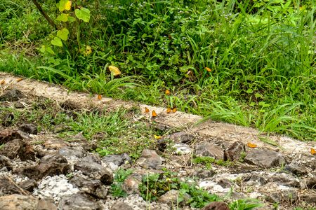 Small butterflies in nature backgroundの写真素材