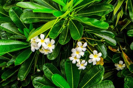 white flower with the green leavesの写真素材