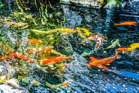 Koi fish in the pondの写真素材