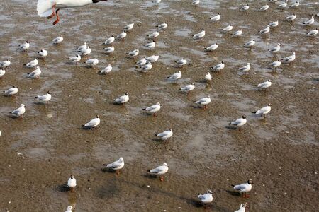 Seagulls standing on the beach at Bangpoo Samut Prakarn Thailandの写真素材