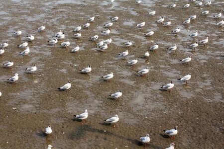 Seagulls standing on the beach at Bangpoo Samut Prakarn Thailandの写真素材