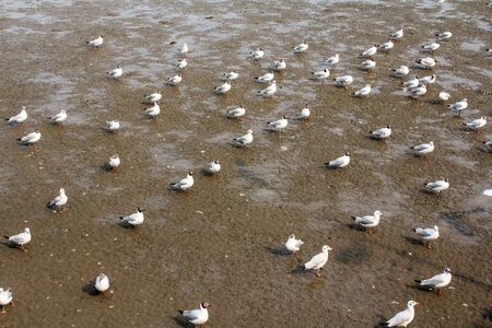Seagulls standing on the beach at Bangpoo Samut Prakarn Thailandの写真素材
