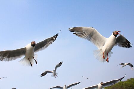 Seagulls flying with blue sky background at Bangpoo Samut Prakarn Thailandの写真素材