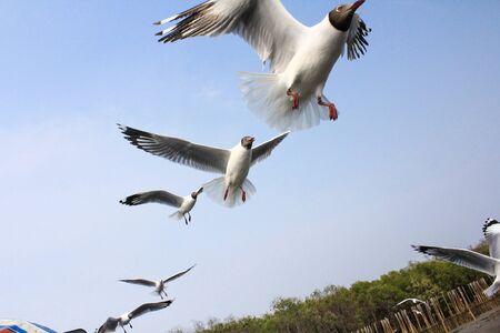 Seagulls flying with blue sky background at Bangpoo Samut Prakarn Thailandの写真素材
