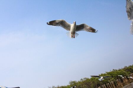 Seagulls flying with blue sky background at Bangpoo Samut Prakarn Thailandの写真素材