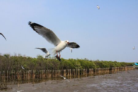 Seagulls flying with blue sky background at Bangpoo Samut Prakarn Thailandの写真素材