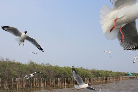 Seagulls flying with blue sky background at Bangpoo Samut Prakarn Thailandの写真素材