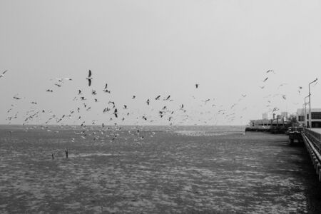 Seagulls flying with blue sky background at Bangpoo Samut Prakarn Thailandの写真素材