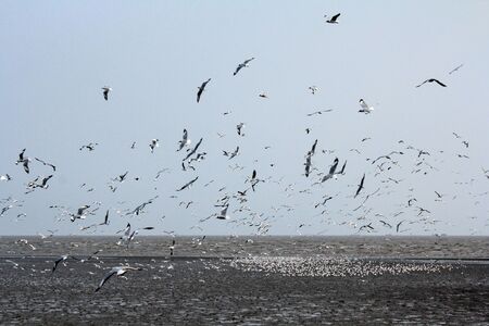 Seagulls flying with blue sky background at Bangpoo Samut Prakarn Thailandの写真素材