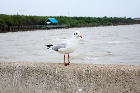 Seagulls standing on the railing at Bangpoo Samut Prakarn Thailandの写真素材