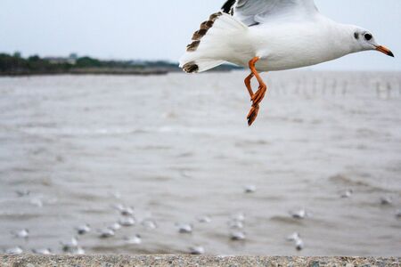 Seagulls flying with blue sky background at Bangpoo Samut Prakarn Thailandの写真素材