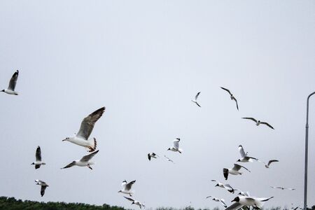 Seagulls flying with blue sky background at Bangpoo Samut Prakarn Thailandの写真素材