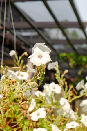 colorful flowers hang up in the gardenの写真素材