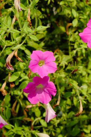 colorful flowers hang up in the gardenの写真素材