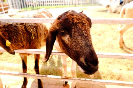 Brown goat face in the fenceの写真素材