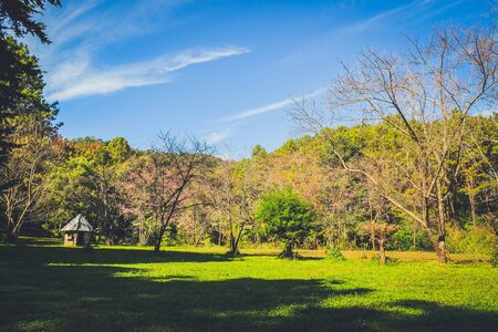 green field with wild forest and blue sky backgroundの写真素材