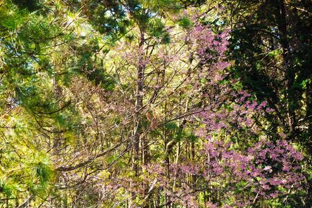 bunch of pink flowers with natural forest backgroundの写真素材