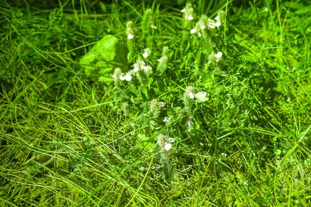 green grass field zoom in focusedの写真素材