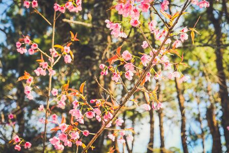 bunch of pink flowers with natural forest backgroundの写真素材