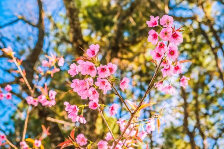 bunch of pink flowers with natural forest backgroundの写真素材