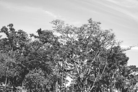 black and white nature forest and sun bright with blue sky backgroundの写真素材