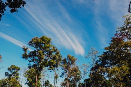 nature forest and sun bright with blue sky backgroundの写真素材