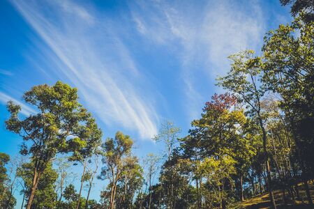 nature forest and sun bright with blue sky backgroundの写真素材