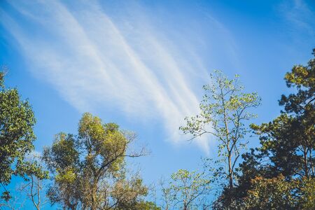 nature forest and sun bright with blue sky backgroundの写真素材