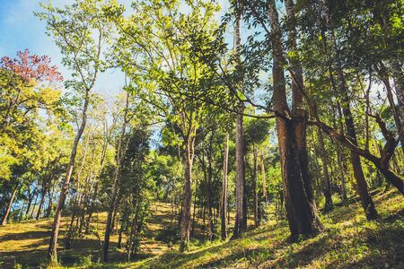 nature forest and sun bright with blue sky backgroundの写真素材
