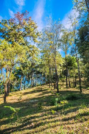 nature forest and sun bright with blue sky backgroundの写真素材
