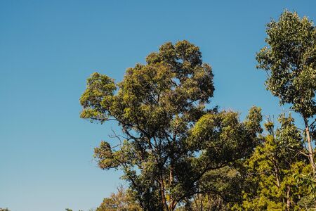 nature forest and sun bright with blue sky backgroundの写真素材