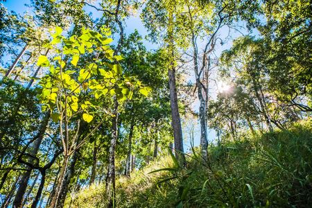 nature forest and sun bright with blue sky backgroundの写真素材