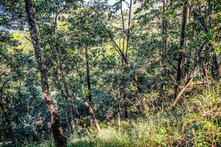 nature forest and sun bright with blue sky backgroundの写真素材