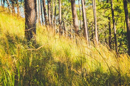 grass field in the forest with sun lightの写真素材