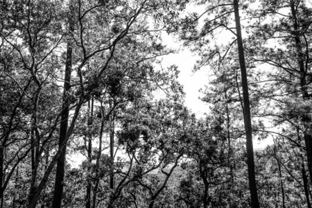 nature forest with blue sky backgroundの写真素材