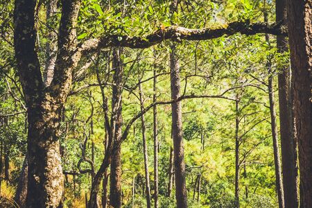 nature forest with blue sky backgroundの写真素材