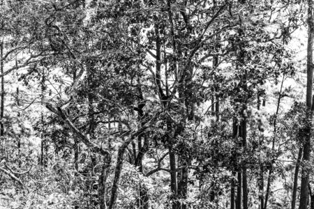 nature forest with blue sky backgroundの写真素材