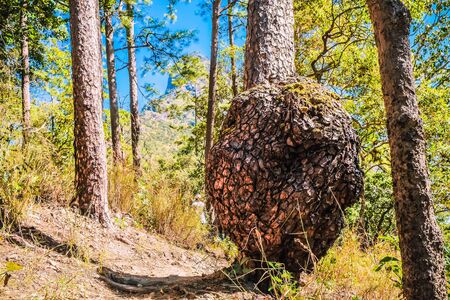 nature forest with blue sky backgroundの写真素材