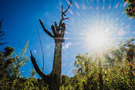 big trees with clear blue skyの写真素材