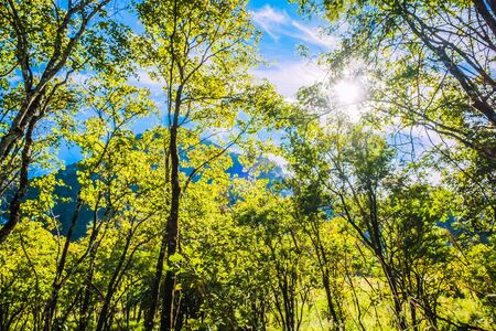 nature forest with blue sky backgroundの写真素材