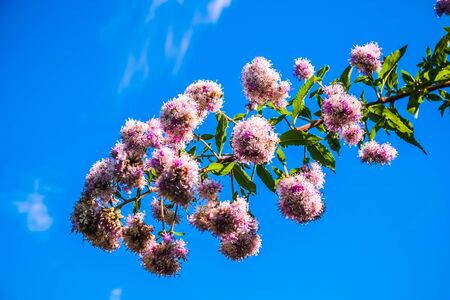 beautiful flower with clear blue sky backgroundの写真素材