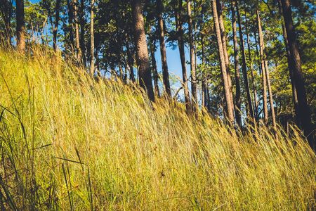 grass field in the forest with sun lightの写真素材